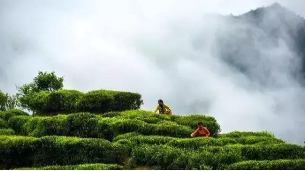 高山茶的生长环境：好环境才能种出好茶来【鸦鹊山】