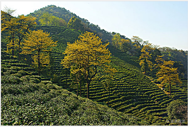 高山茶，为什么是茶友的挚爱？