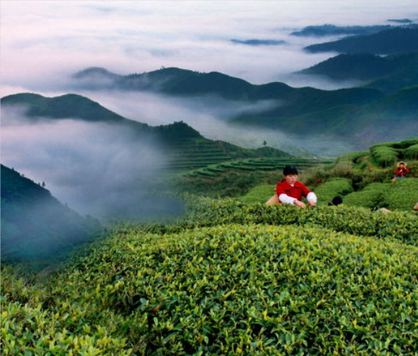 台湾高山茶属于绿茶？敲重点！台湾高山茶是乌龙茶！【鸦鹊山】