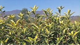 高山茶比平地茶好在哪里？仅仅是海拔高吗？【鸦鹊山】