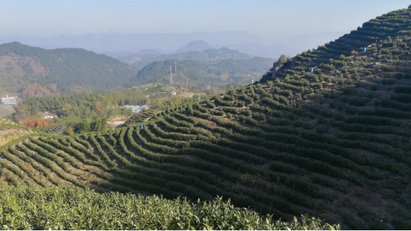 高山茶是向阳好还是背阳好？光照对茶树有什么用！【鸦鹊山】