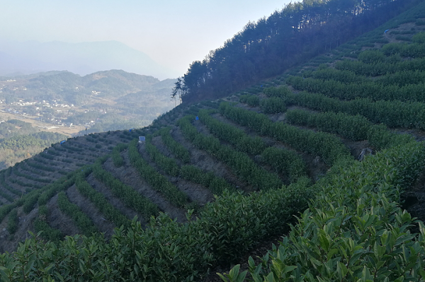 海拔600米的茶叶算高山茶吗？高山茶称呼的起源？【鸦鹊山】