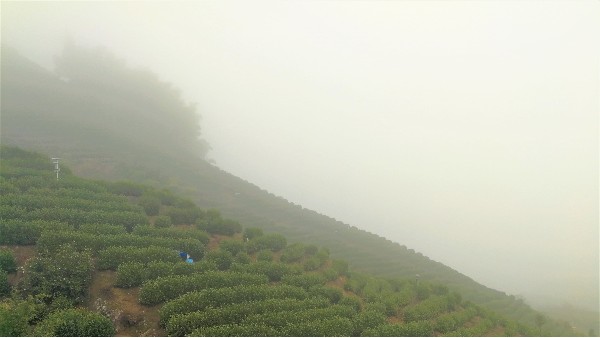 高山云雾茶啥味？真的有高山气一说吗？【鸦鹊山】