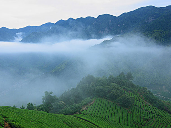 台湾高山茶哪种好？五种典型的高山茶！【鸦鹊山】