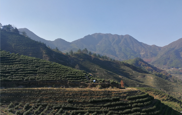 保留自然之福的高山茶，鸦鹊山高山白茶