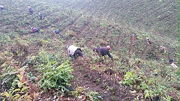 鸦鹊山茶叶基地-1