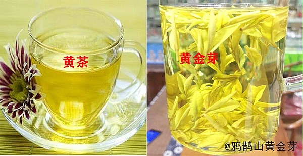安吉黄金芽是黄茶吗?二者存在本质区别！【鸦鹊山】