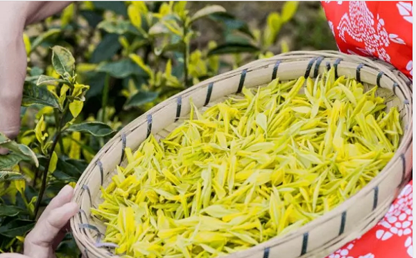 怎样区分黄金叶和黄金芽茶？