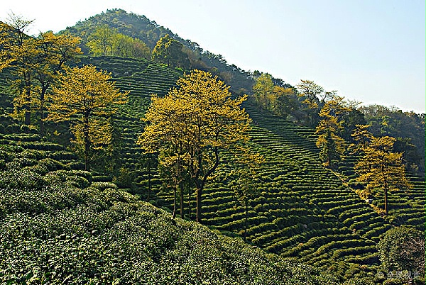 高山茶生产加工技术，怎样做高品质的高山茶 ？