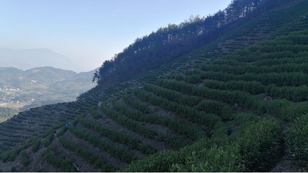 高山茶叶怎么样？香飘千里杯中茶！【鸦鹊山】