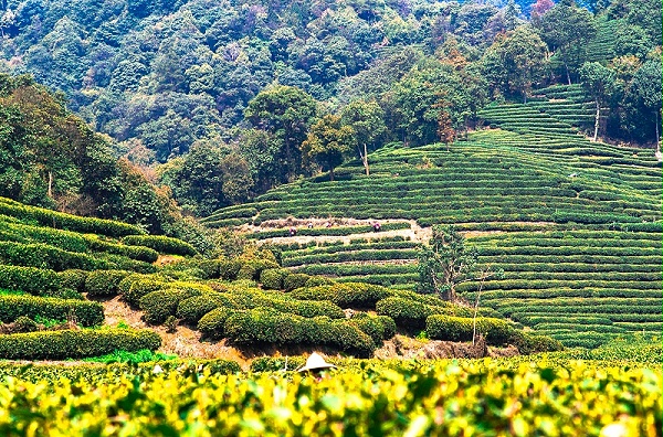 为什么高山茶茶质优良？上者生烂石 好茶皆不凡【鸦鹊山】