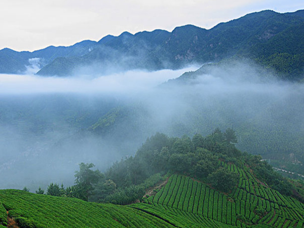 台湾高山茶特色：南方有嘉木，色绿味甘醇【鸦鹊山】