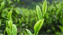 高山茶雨前茶 是什么？茶叶小白在线求解！【鸦鹊山】