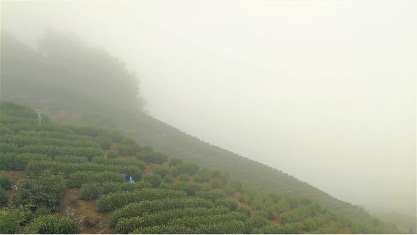 黄金茶产区云雾缭绕原因，好茶在于产地！【鸦鹊山】