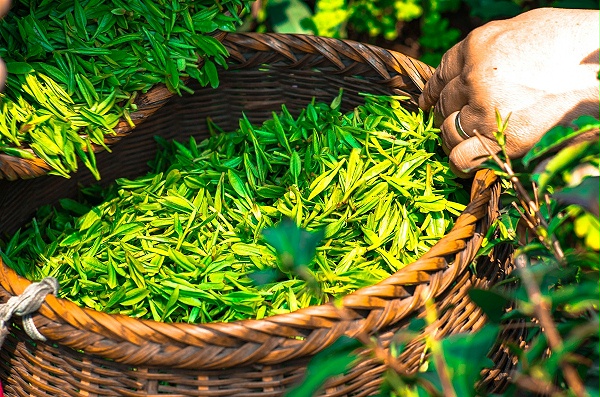 高山绿茶的加工工艺？传统杀青，保留天然营养成份【鸦鹊山】