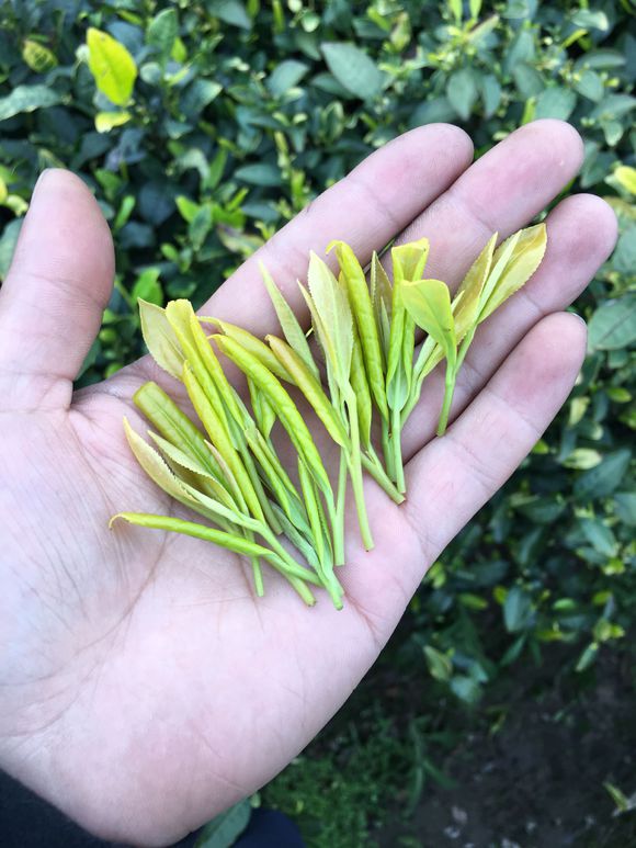 三清山有黄金茶吗？老少皆宜黄金茶【鸦鹊山】