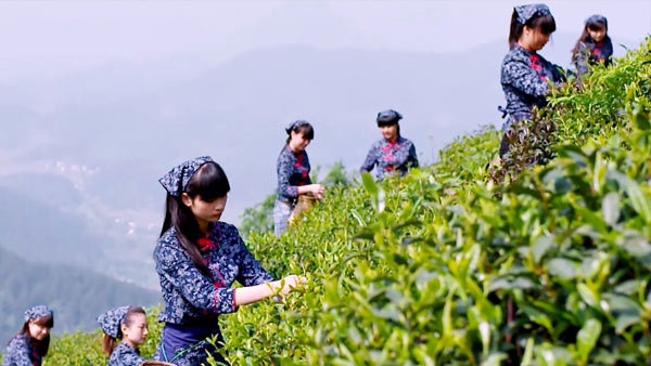 鸦鹊山品牌实力