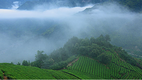 台湾高山茶 茶种：软枝乌龙的梗一定是软的吗？【鸦鹊山】